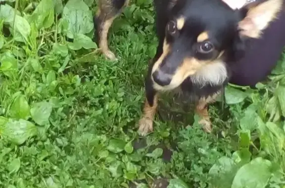 Собака в желтом ошейнике найдена в Омске