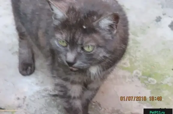 Найдена серенькая кошка на ул. Царикова, 57