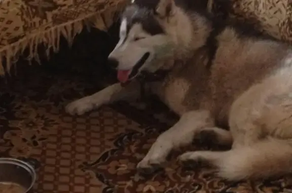 Найдена собака в Казани, возможно Хаски