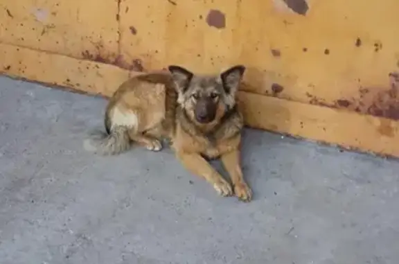Найден щенок в Новой Сосновке, Казань