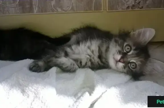 Кошка Милая ищет хозяина в Скоропусковском (Московская область)