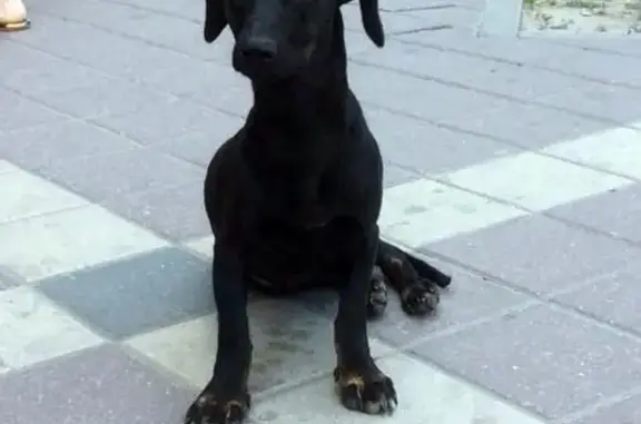Найдена собака в Белгороде, ищем хозяина