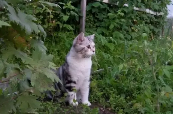 Кошки потеряшки, Рощинское, фото: Потеряшка котик в СНТ Корунд, Ленинградская область