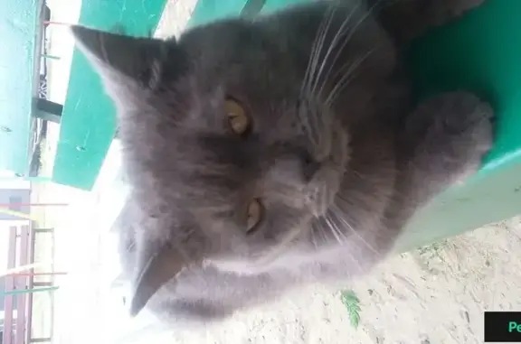 Найден породистый кот в Краснодаре, ул. Базовская дамба