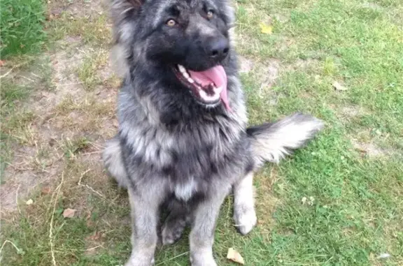 Найдена собака в Орехово-зуевском районе, ищем новых хозяев.