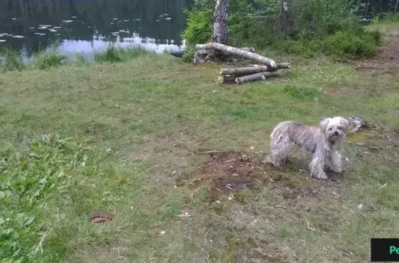 Найдена собака в районе озера Лесное, Сестрорецк