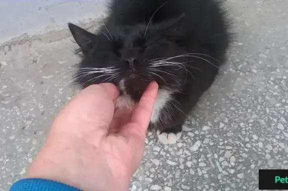 Найдена кошка на ул. Екатерининской, 101