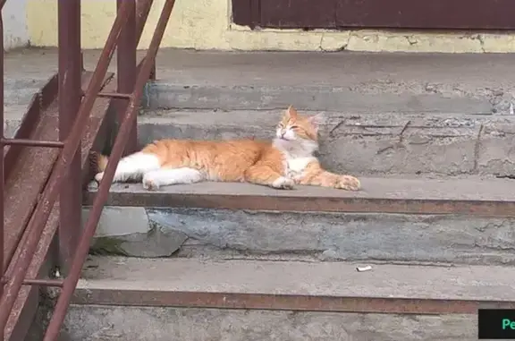Найдена молодая кошка у дома на ул. Глушко 22Б