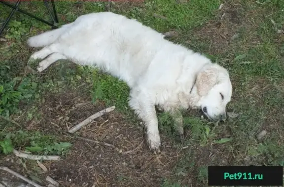 Собаки потеряшки, Вершинино, фото: Потеряшка собака Голди в с. Вершинино, окрас белый.