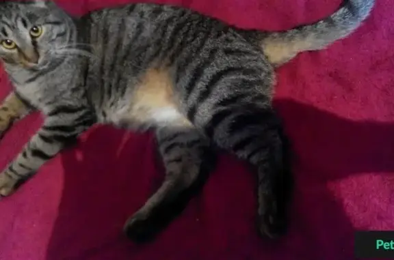 Потерянные животные Заречье, фото: Пропала кошка Пельмешка в Заречье, Тульская область