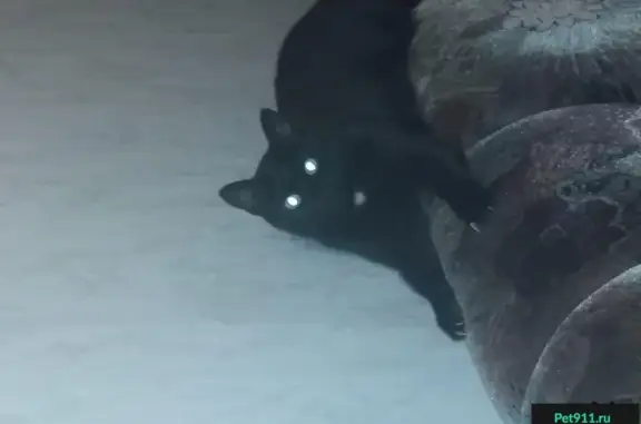 Пропала кошка в Петрозаводске, окрас черный, белое пятнышко на груди.