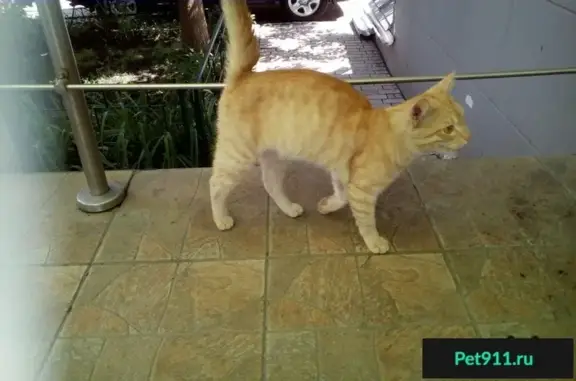 Найден рыжий котик на ул. Большая Татарская, 29