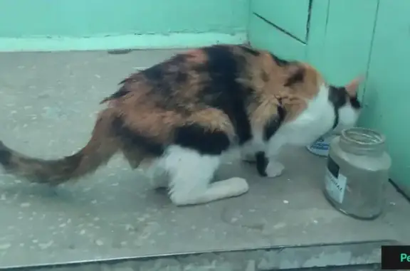 Найдена кошка с ошейником в Томске