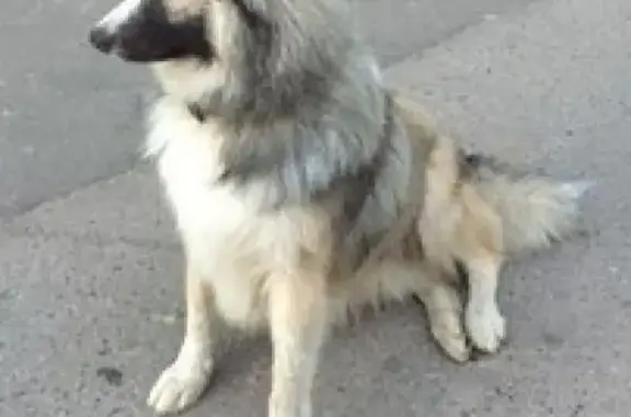 Найдена собака в районе парка Талалихина, г. Подольск