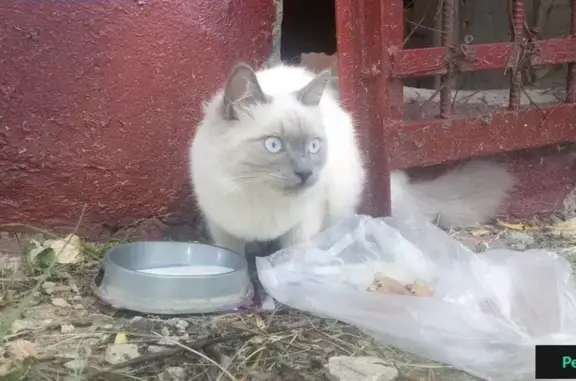 Найдена кошка на улице Циолковского, 17.