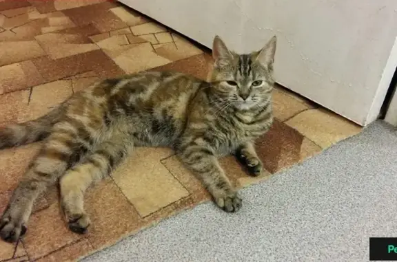 Пропала кошка в М. Коломенской, вознаграждение!