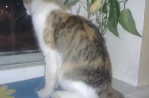Найдена кошка в Деденево, Московская область