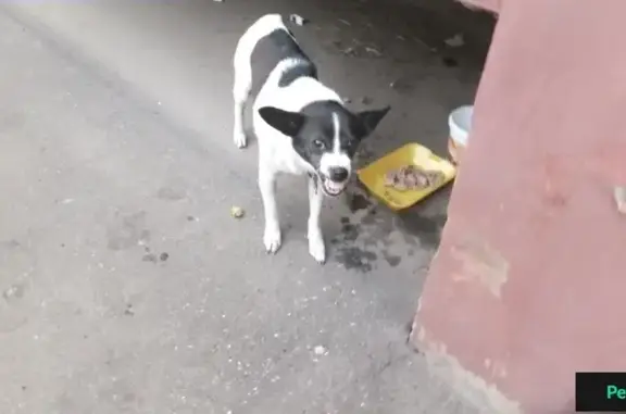 Найдена бело-коричневая собака в Энгельсе