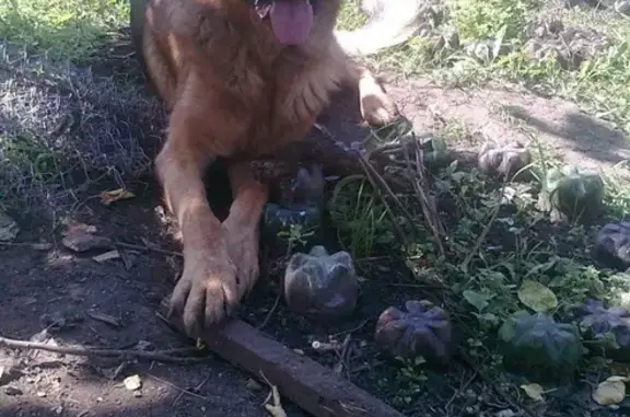 Пропала собака Бакс в районе сада Металлург ЧМЗ