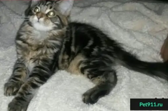 Пропала кошка в посёлке Михайловский - Буся, мейнкун, вознаграждение.