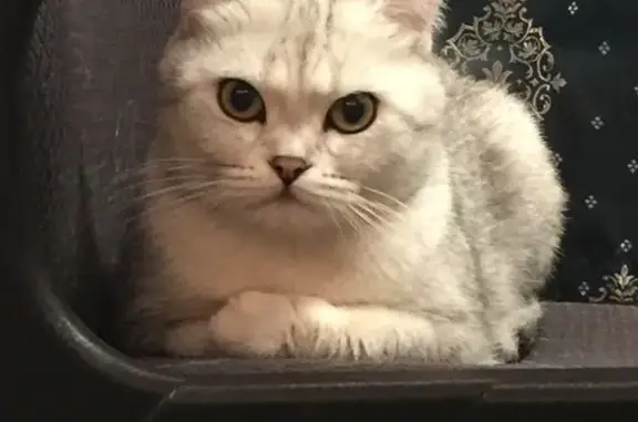 Пропала кошка у метро Савеловское