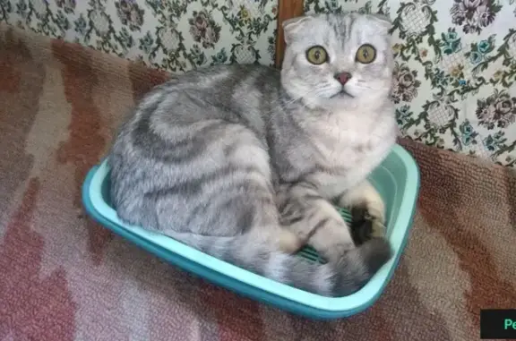 Найден серый кот в Иваново