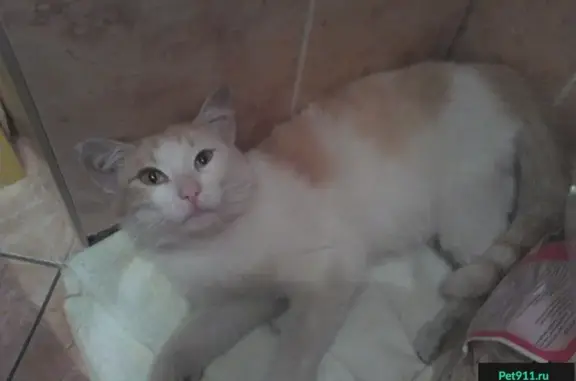 Найден бело-рыжий котик на улицах Свердлова-Азина