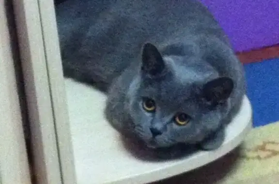 Кошки потеряшки, Усть-Луга, фото: Потеряшка кошка на заправке в Острове с номером телефона на ошейнике