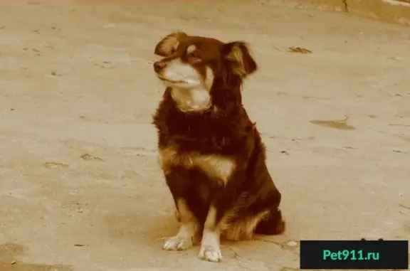 Собаки потеряшки, поселок Филино, фото: Потеряшка собака в поселке Филино, Калининградская область