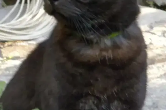 Пропал черный кот в поселке Палникс на 4 км Чусовского тракта