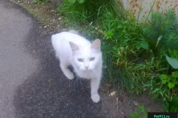 Пропала кошка на ул. С. Щедрина в Тюмени