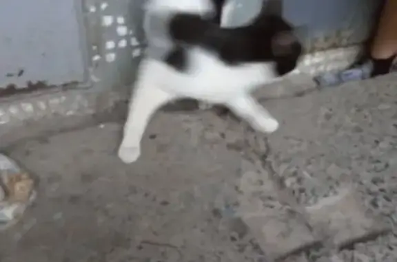 Найдена кошка, Ростов-на-Дону, фото: Найдены кошка и кот в Ростове, ост. Вологодская