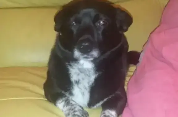 Найдена черненькая собачка с белой грудкой в Малоярославце