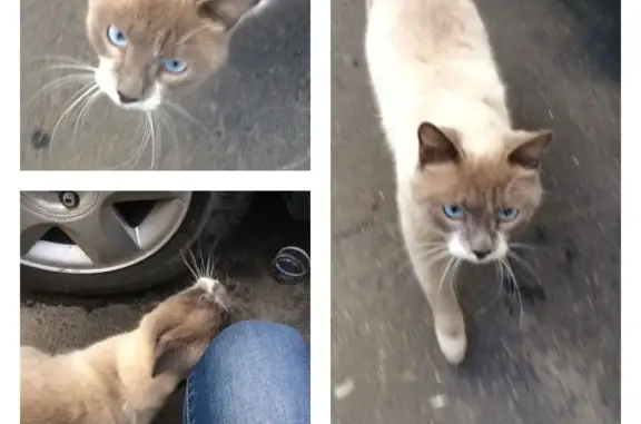 Найдена кошка на парковке в Королеве, ищет ответственных хозяев