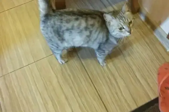 Найдена породистая кошка в Самаре