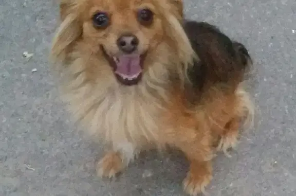 Найдена собака возле магазина Снежка в Бежицком районе