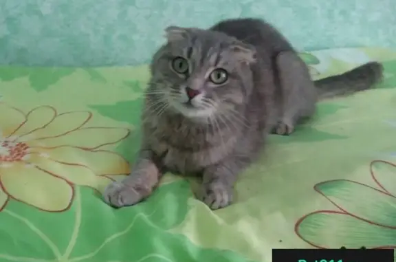 Найдена серая вислоухая кошка в Заводском районе Саратова