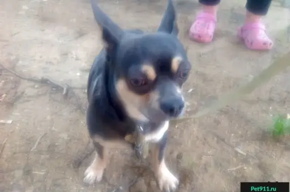 Найдена собака в микрорайоне Серебрянка, Пушкино