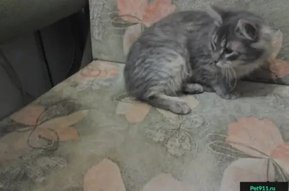 Пропала серая кошка на Тепличной улице