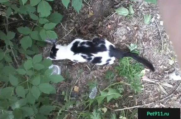 Найдена кошка в Старых Водниках (Пермь)