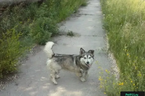 Найдена собака в Магнитогорске нуждается в доме