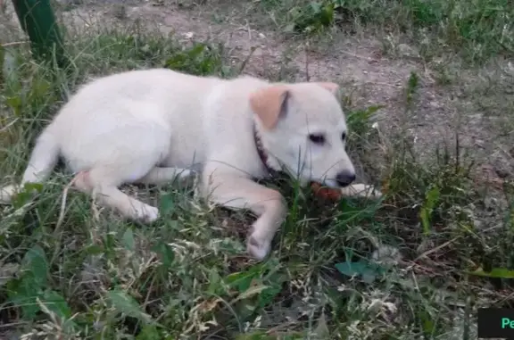 Найдена собака в Казани, Приволжский район