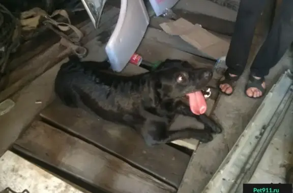 Пропала собака в Таганроге: Лабрадор с клеймом