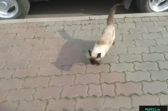 Кошка найдена на остановке Базаиха