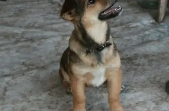 Найдена собака на остановке магазина Мирный в Старом Осколе