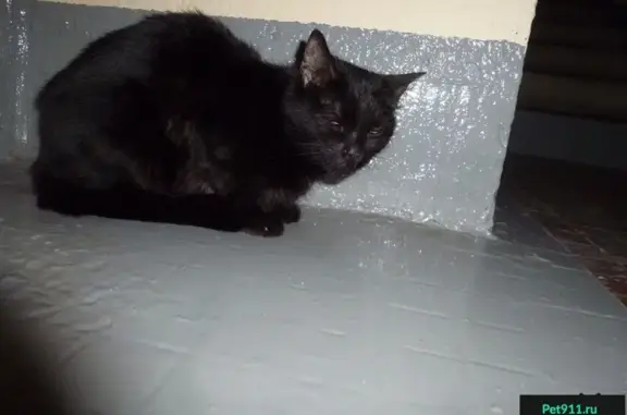 Найдена молодая черная кошка на ул. Академика Волгина, 13.