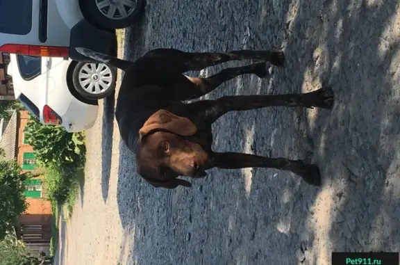 Найдена добрая собака с клеймом в Берберовке