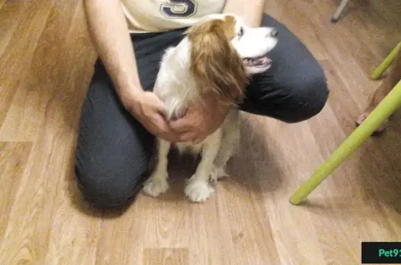 Найдена собака в Краснодаре, район Коммунаров-Мира.