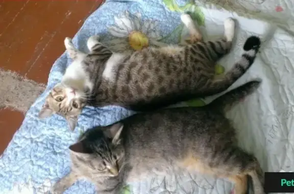 Пропал кот в Железнодорожном районе, ул. Межевая