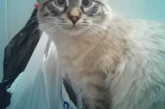 Пропала кошка Тёма в Раменском, Московская область
